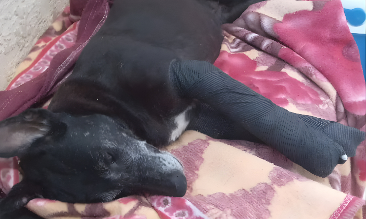 Cachorrinha ferida é resgatada no Centro de Rio Pardo e recebe atendimento