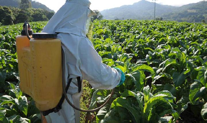 Capacitação permanente orienta produtores de tabaco sobre a NR-31