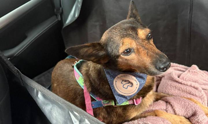 Maus-tratos contra cachorrinha é investigado em Rio Pardo