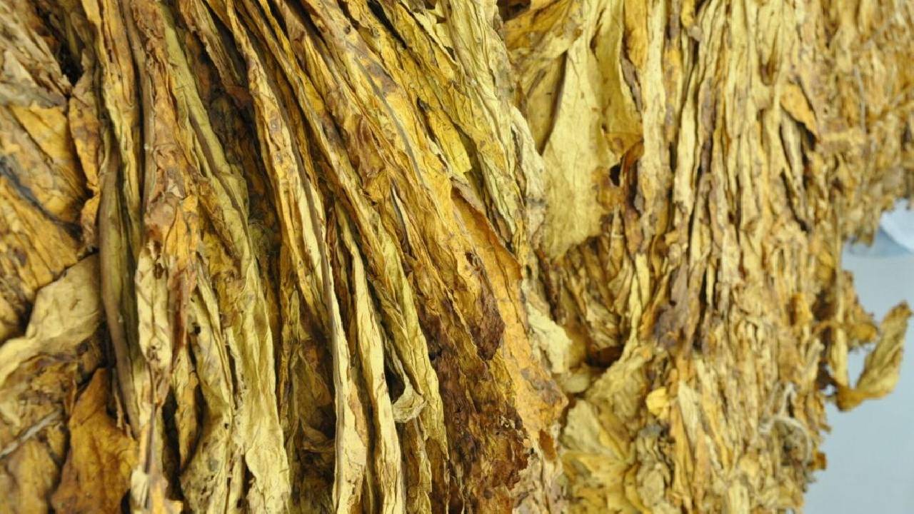 Entidades unem forças para cobrar transparência na comercialização do tabaco