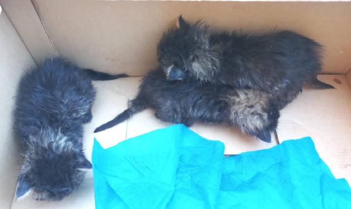 Filhotes de gato abandonados são resgatados no interior de Rio Pardo