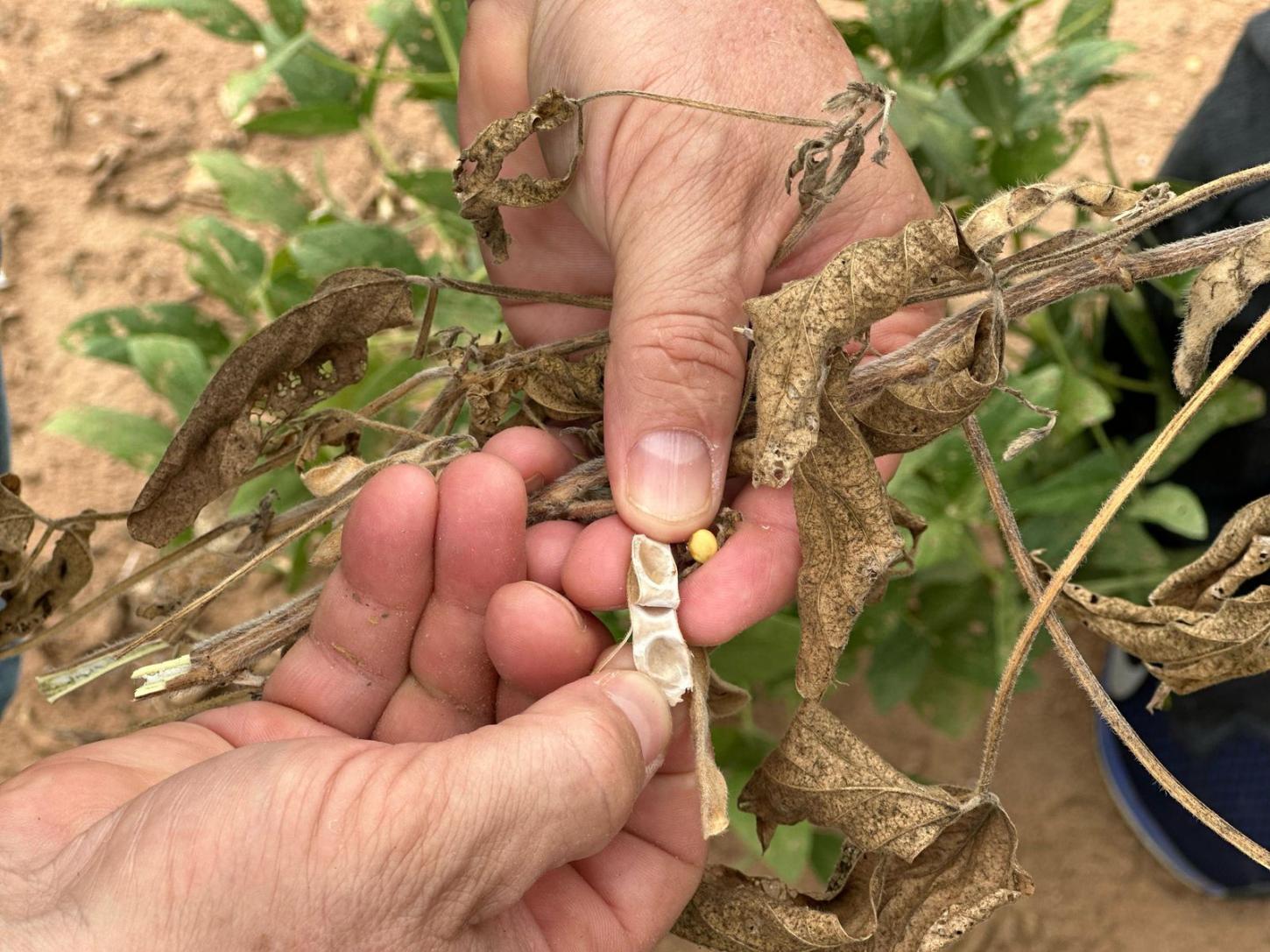 Governo Federal reconhece a situação de emergência em Rio Pardo