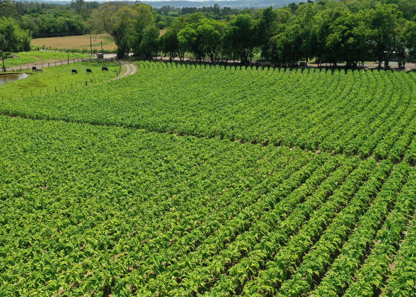 ABERTURA OFICIAL DA COLHEITA DO TABACO ACONTECE NESTA SEXTA