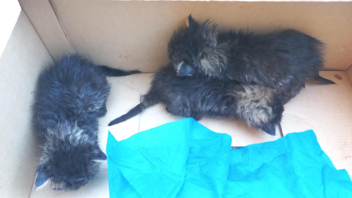 Filhotes de gato abandonados são resgatados no interior de Rio Pardo