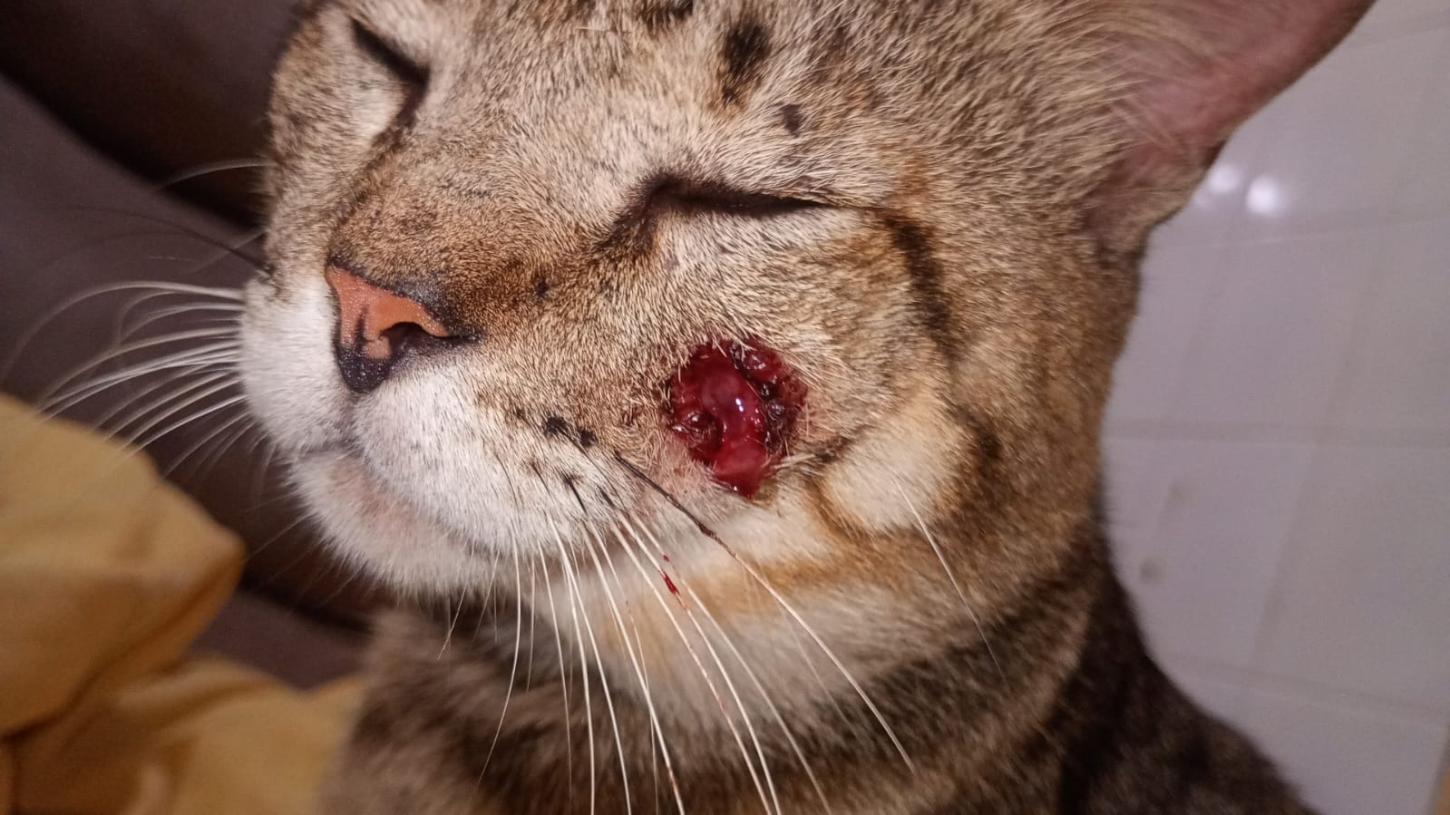 Esporotricose: O que você precisa saber sobre a zoonose que preocupa Rio Pardo