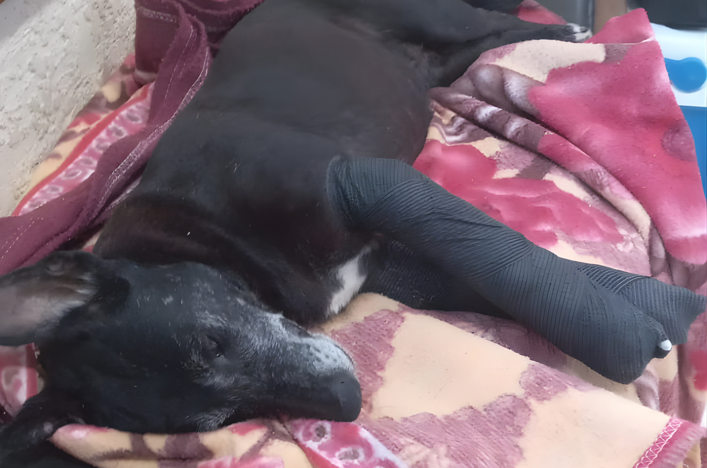 Cachorrinha ferida é resgatada no Centro de Rio Pardo e recebe atendimento