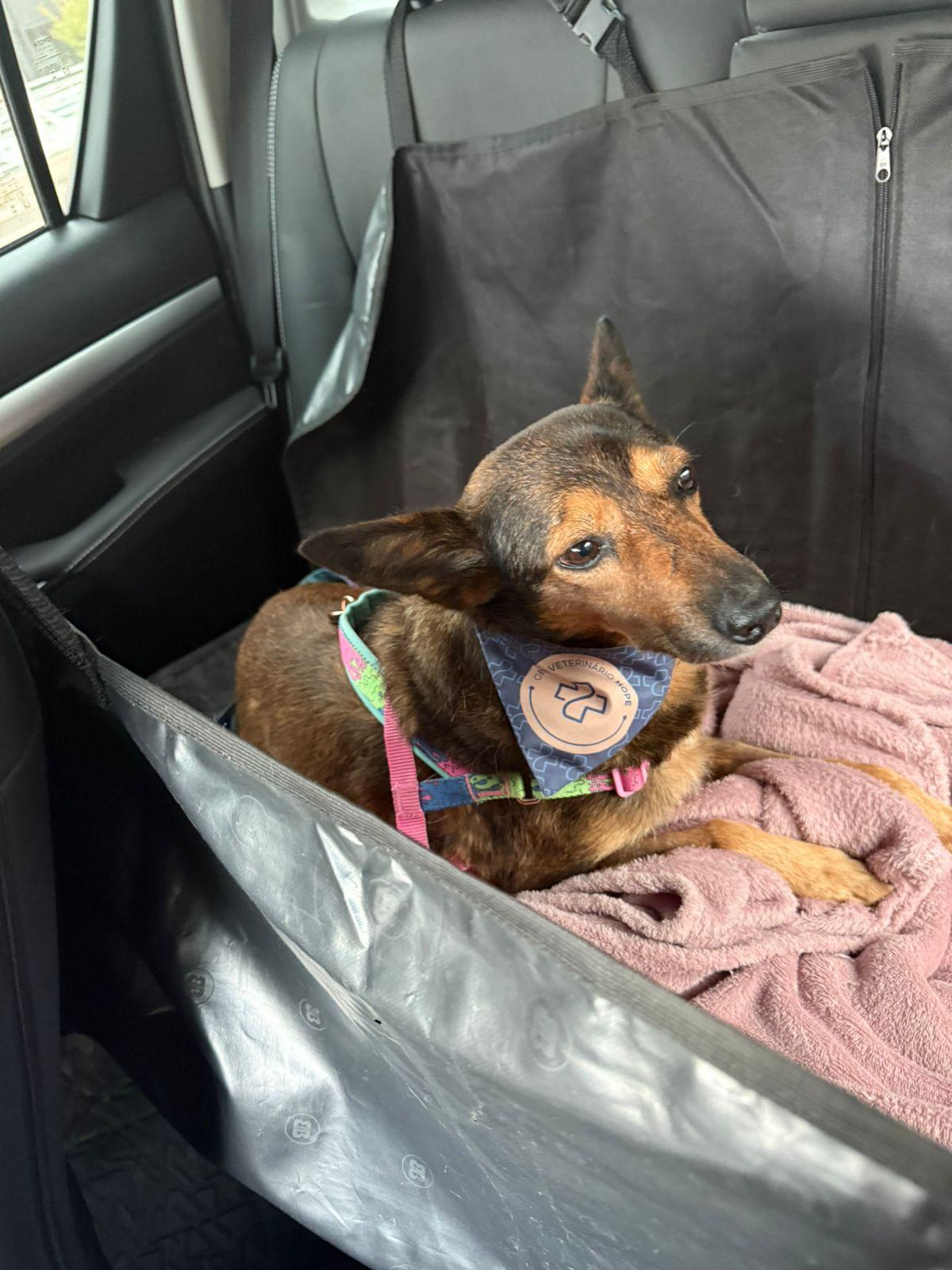 Maus-tratos contra cachorrinha é investigado em Rio Pardo