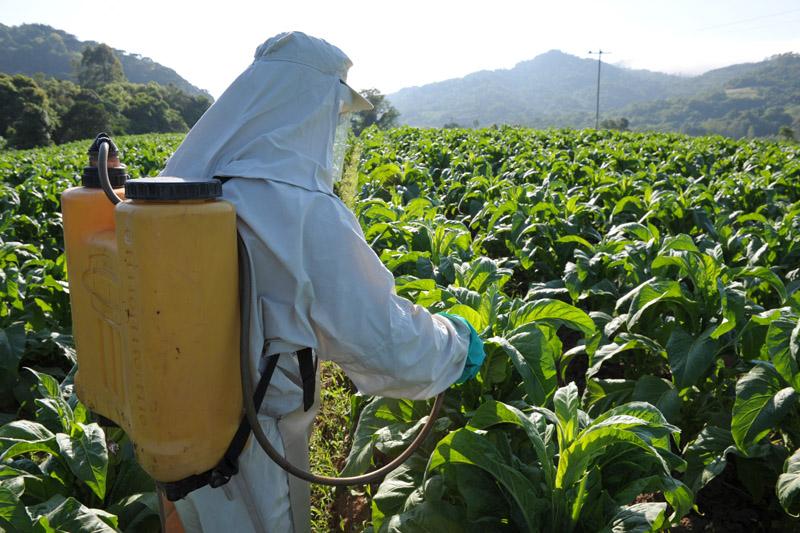 Capacitação permanente orienta produtores de tabaco sobre a NR-31