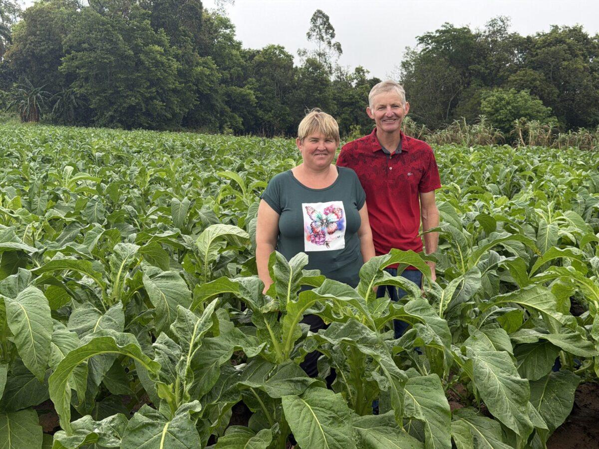 Gerações de trabalho no tabaco marcam a história da família anfitriã da 