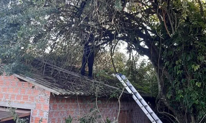 Equipe de podas remove mais de 156 árvores após temporal em Rio Pardo