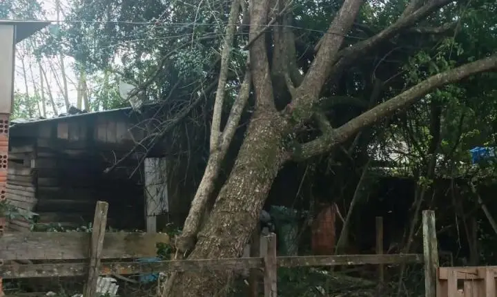 Equipe de podas remove mais de 156 árvores após temporal em Rio Pardo